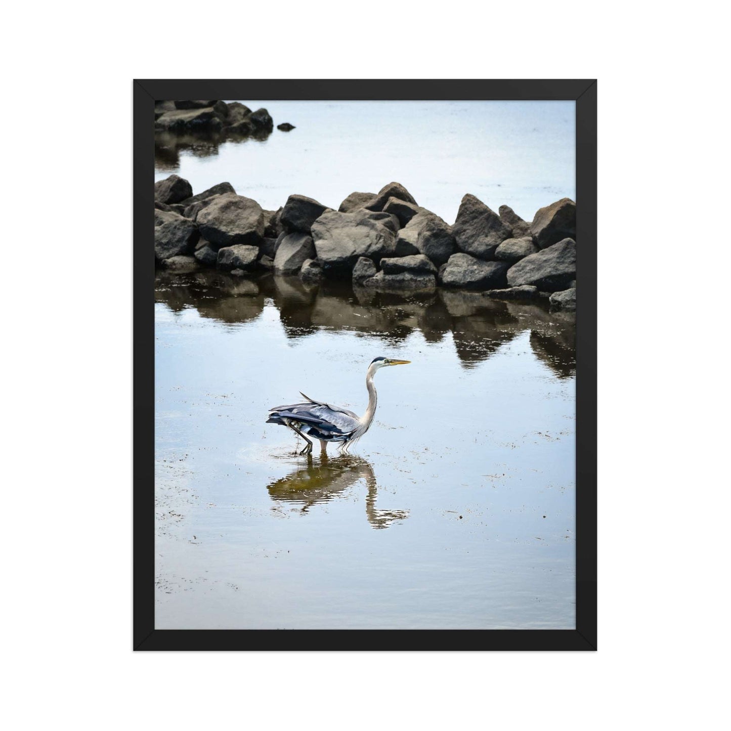 Herons at Back Bay: A Natural Haven | Framed Photography Print