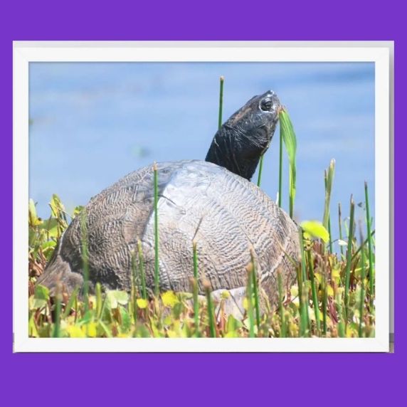 Fine Art Prints - Jody Cunningham dba J'Lea Designs | Wellbeing Works