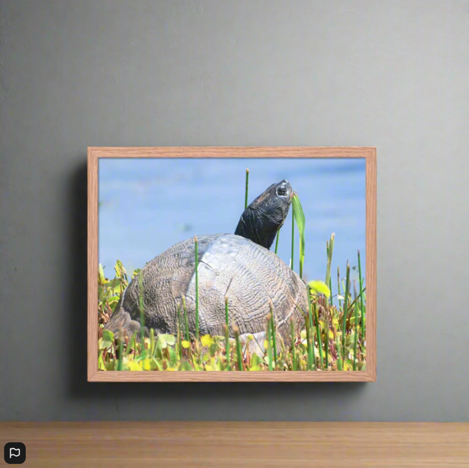 Nature’s Grace - A Turtle’s Moment Framed Fine Art Print by J’Lea Designs - Wall Art