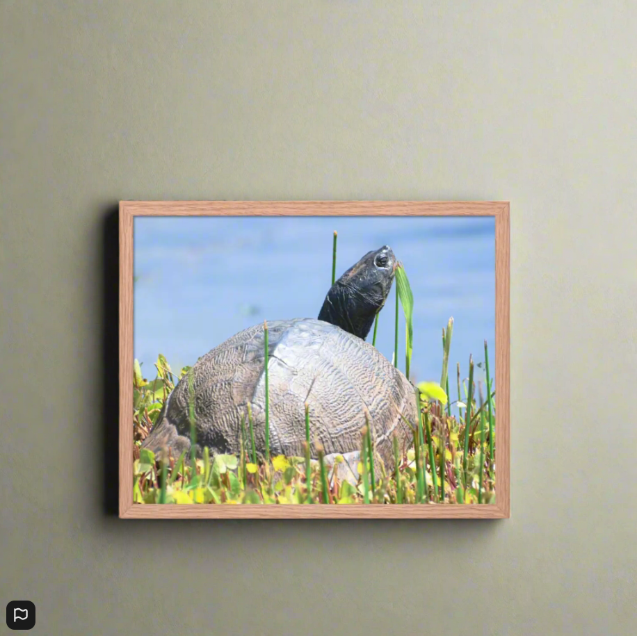 Nature’s Grace - A Turtle’s Moment Framed Fine Art Print by J’Lea Designs - Wall Art