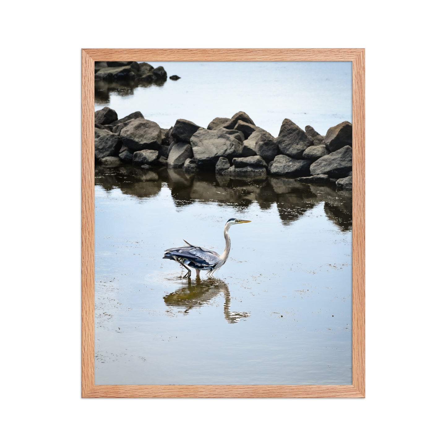 Herons at Back Bay: A Natural Haven | Framed Photography Print