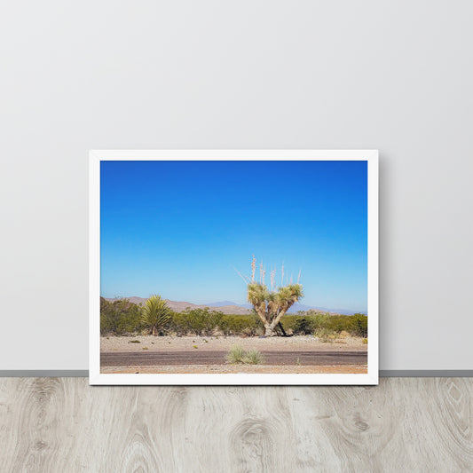 Desert Tranquility: Joshua Tree in Arizona | Framed Photography Print