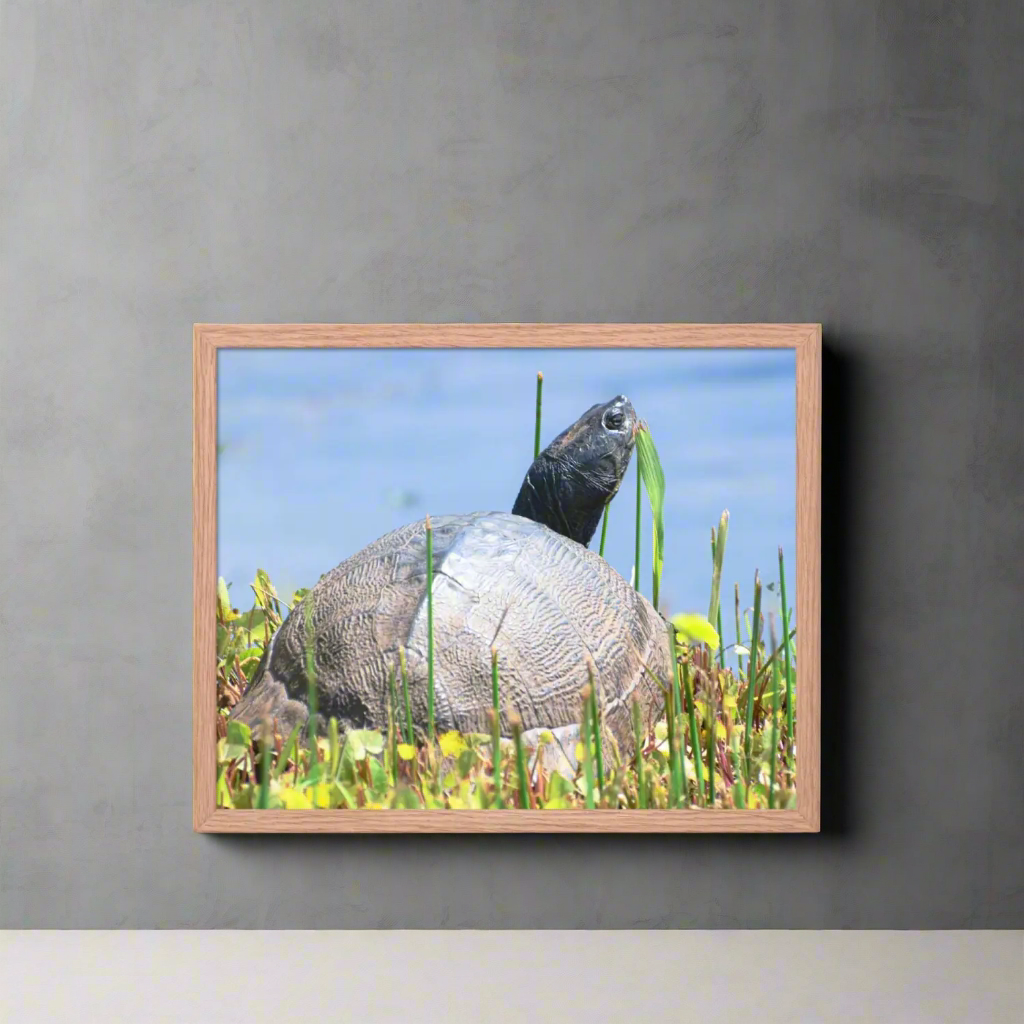 Nature's Grace - A Turtle's Moment Framed Fine Art Print by J'Lea Designs